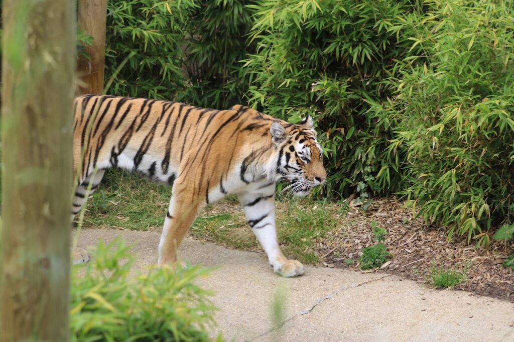Colchester Zoo tiger