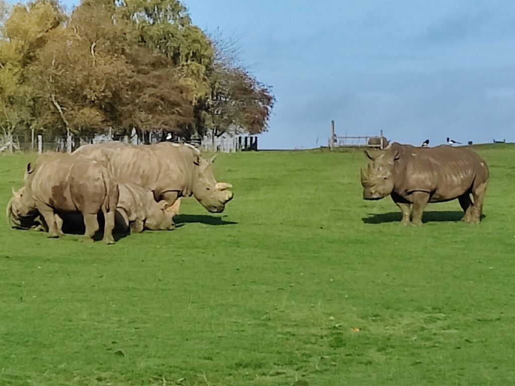 rhinos at Whipsnade Zoo