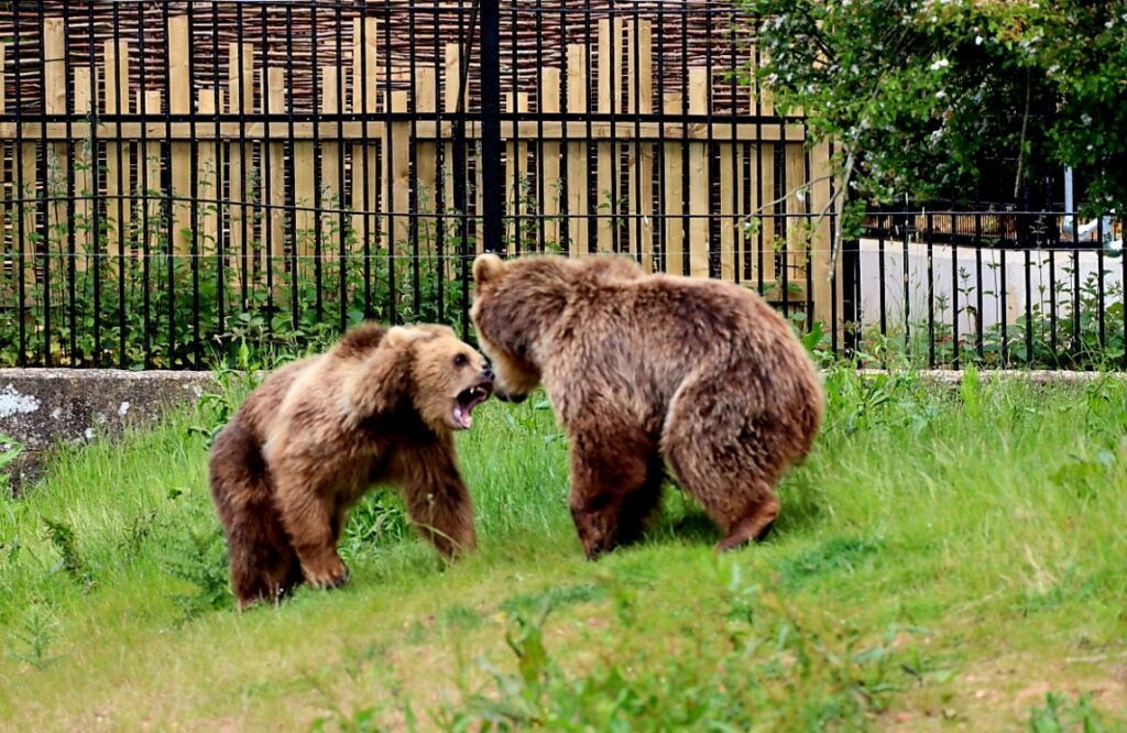 bears at Whipsnade Zoo