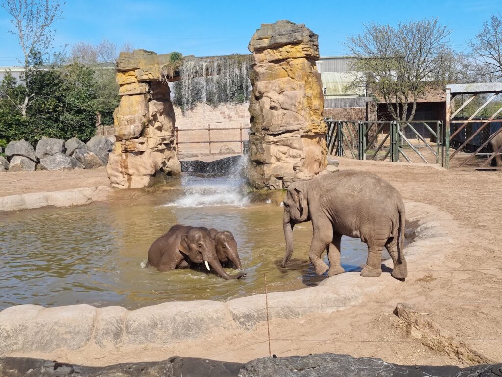 elephants swimming