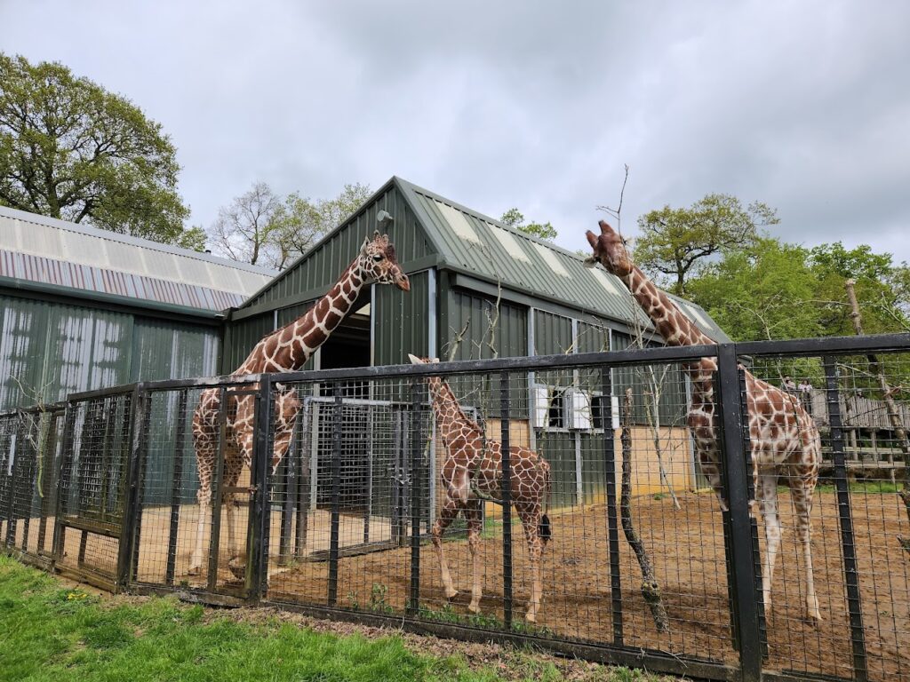 enclosure at Whipsnade Zoo