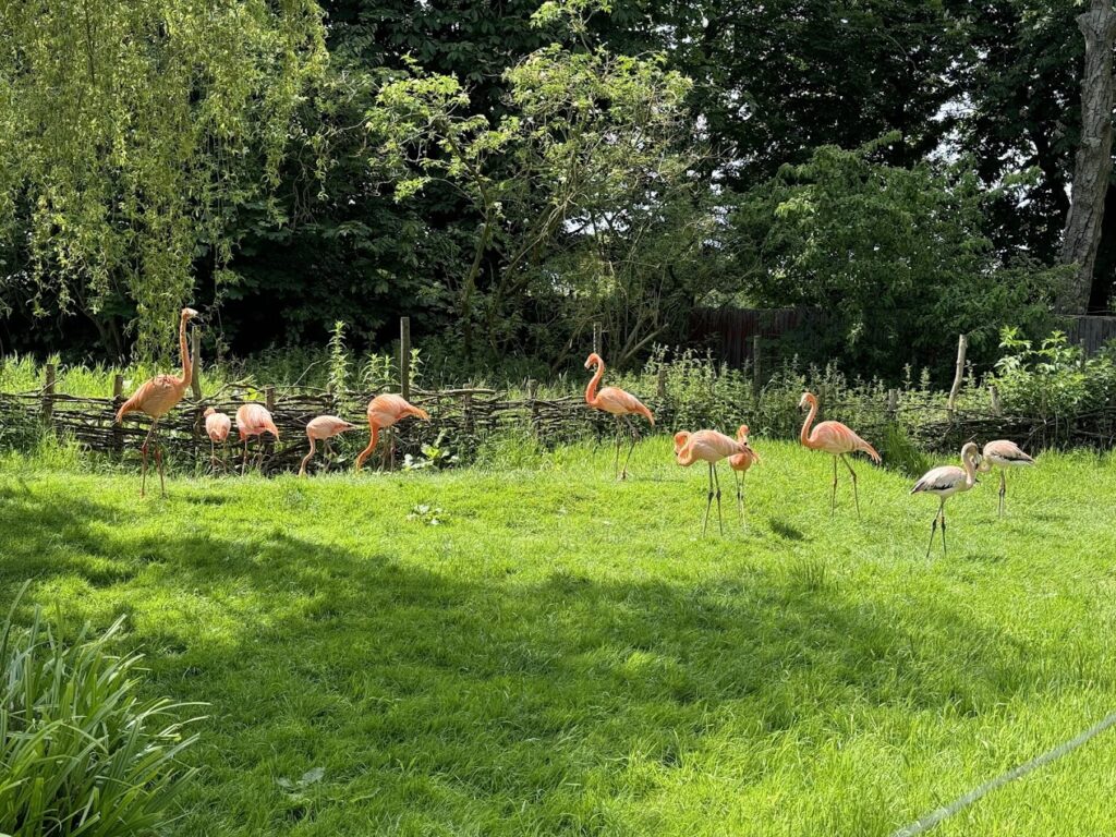 flamingo Whipsnade Zoo