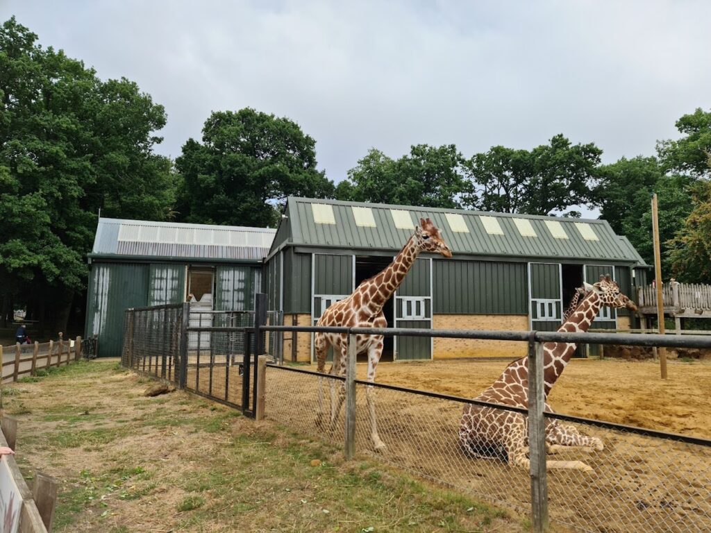 giraff Whipsnade Zoo
