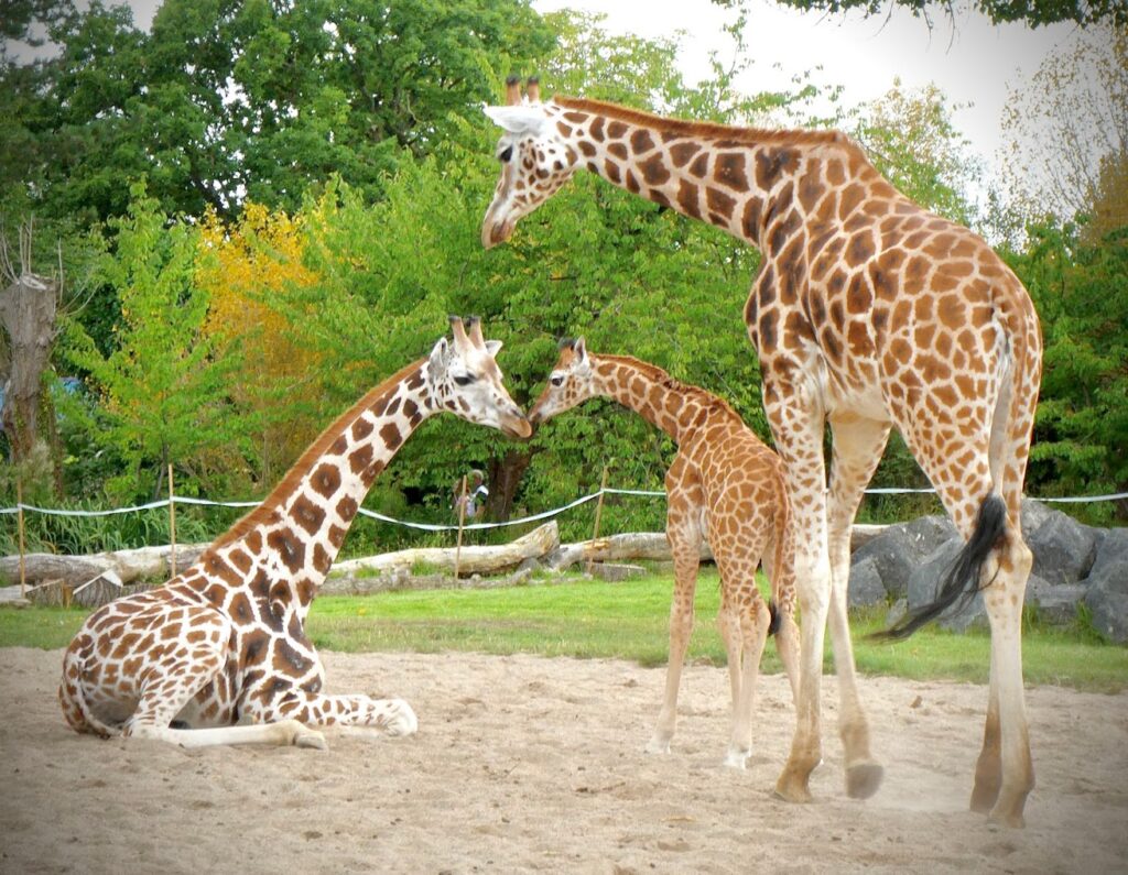 giraff at chester zoo