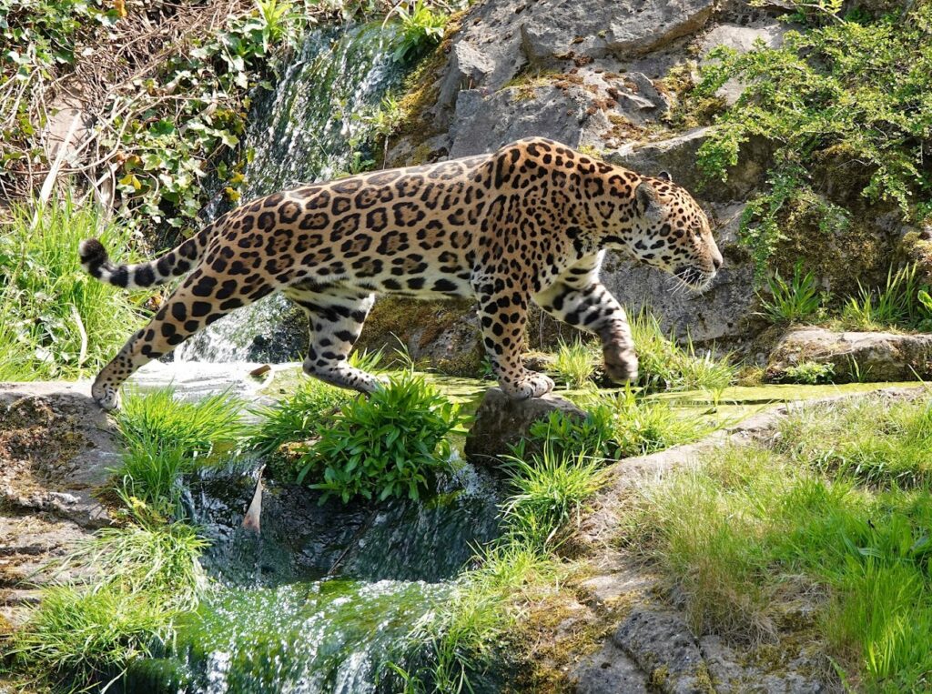 leopard at chester zoo