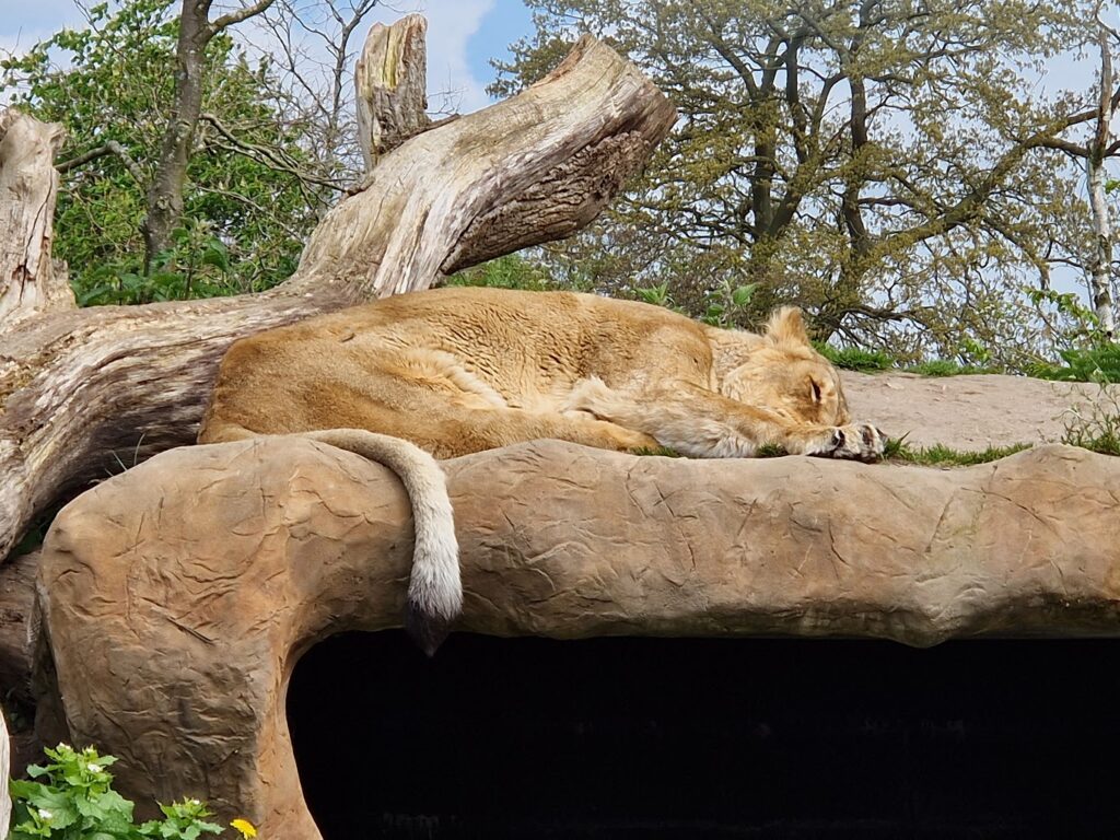 lion at the zoo