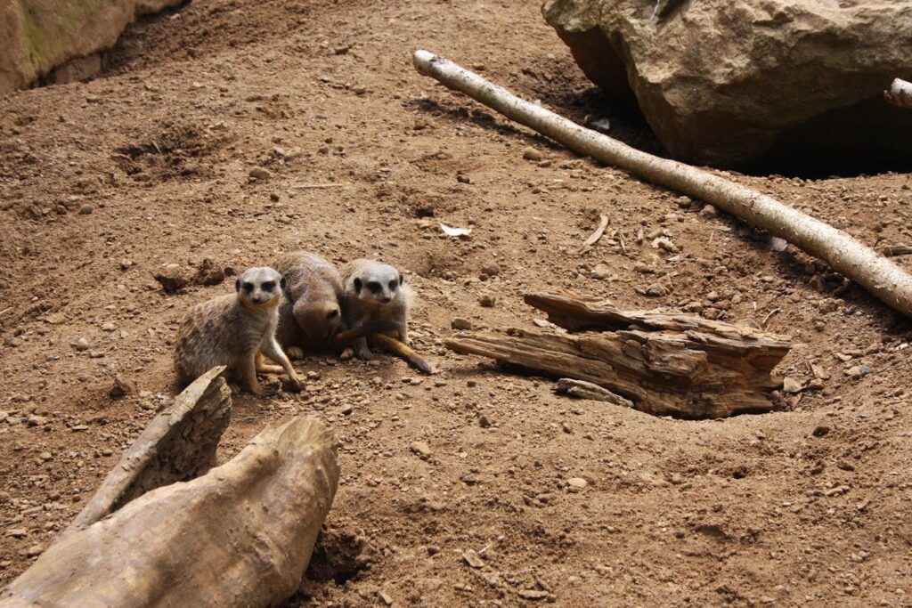 meerkats on land