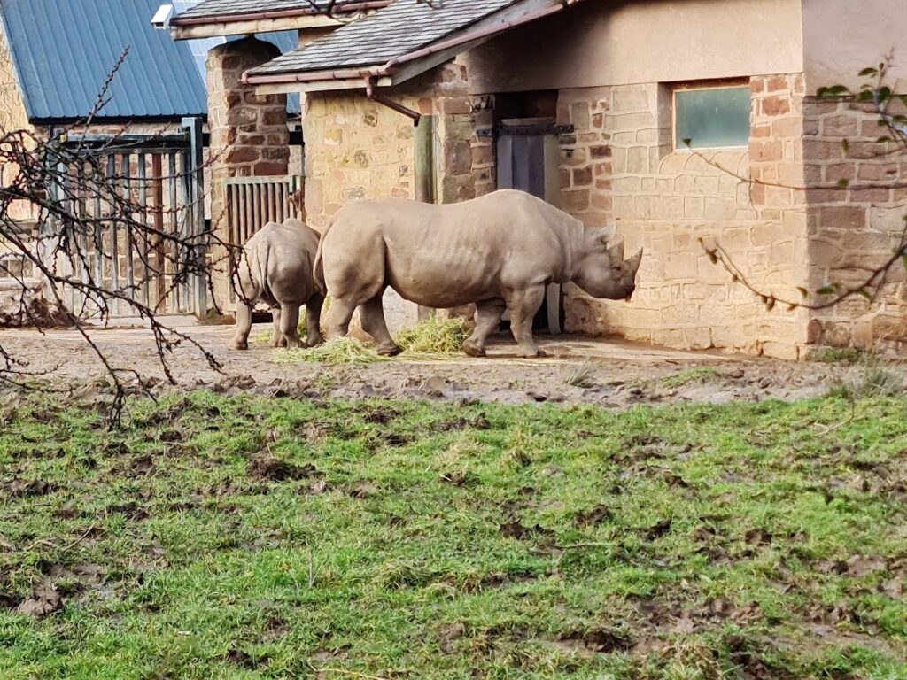 rhinos at chester zoo