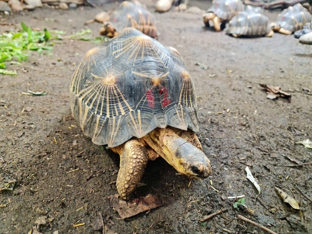 tortoise at chester zoo