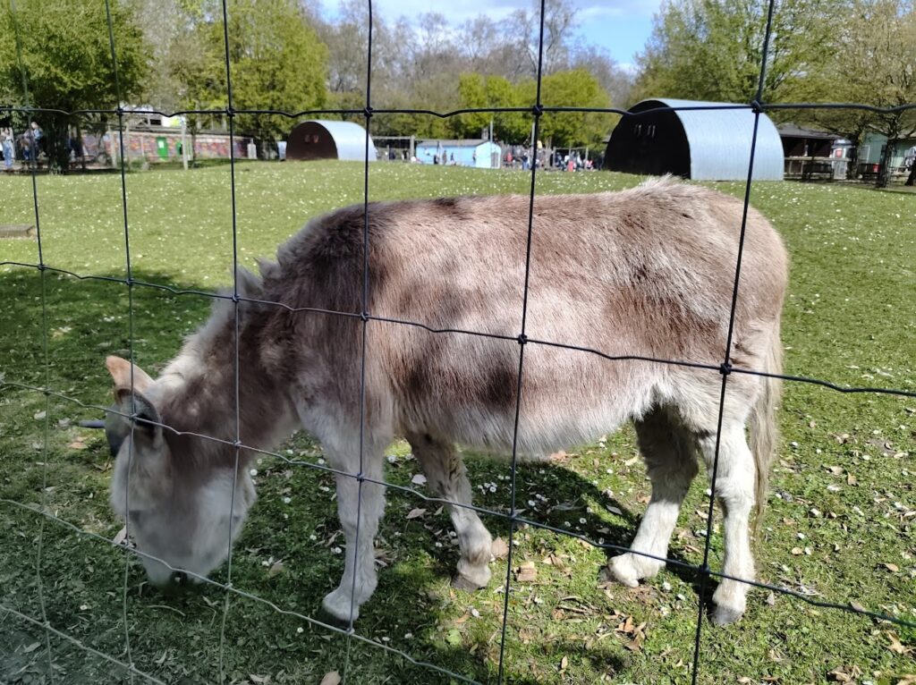 Battersea Park Children's Zoo donkey