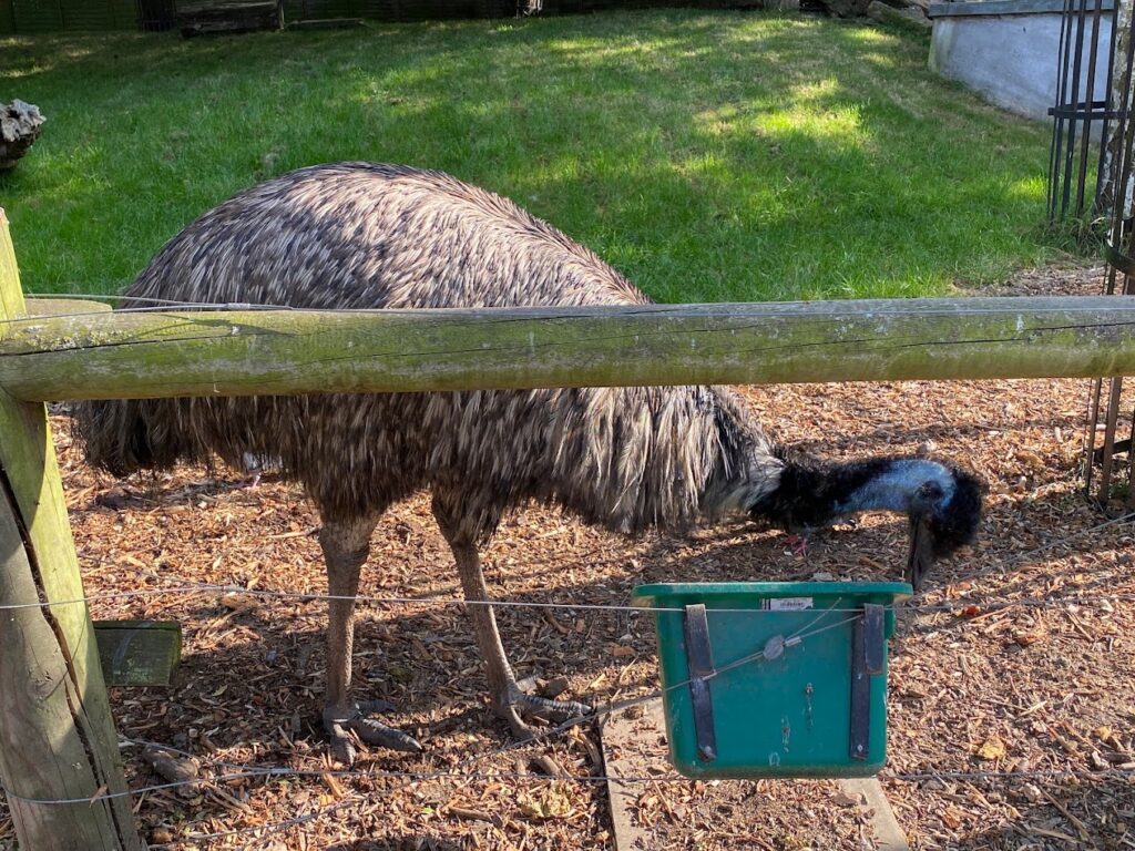 Battersea Park Children's Zoo emu