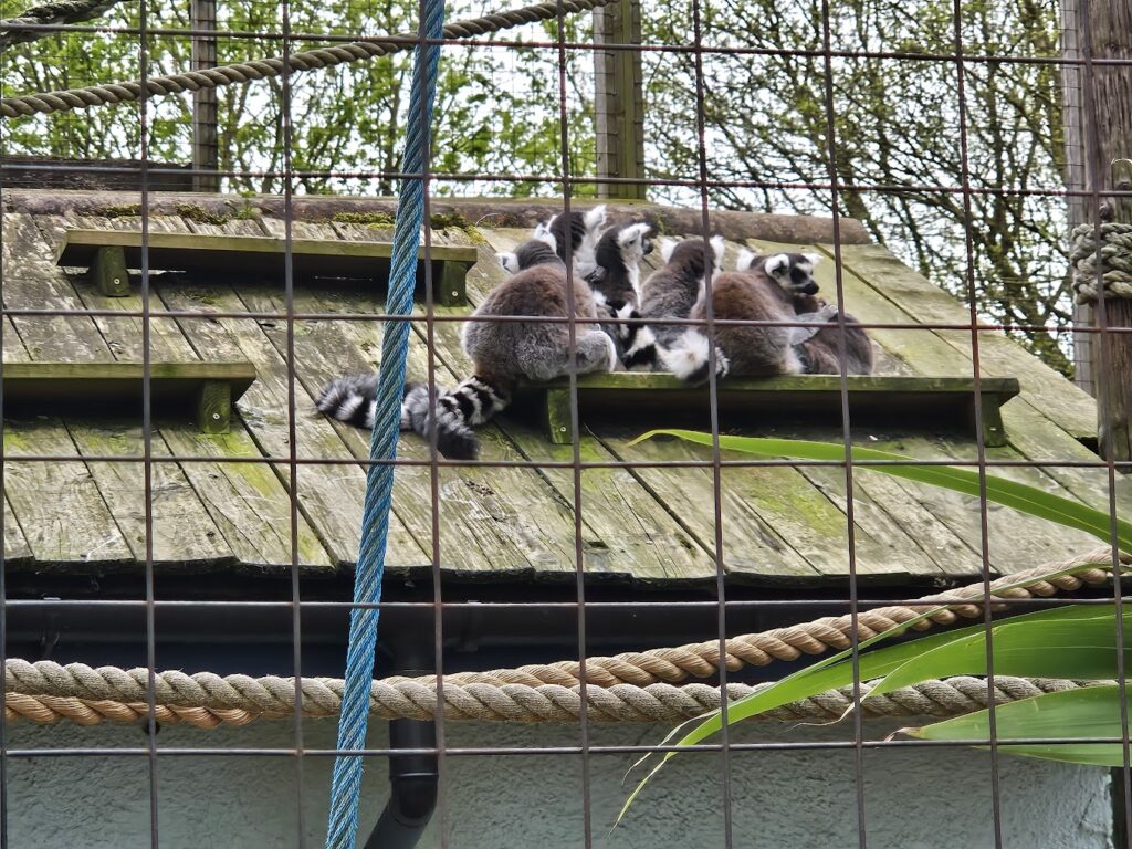 Battersea Park Children's Zoo racoon