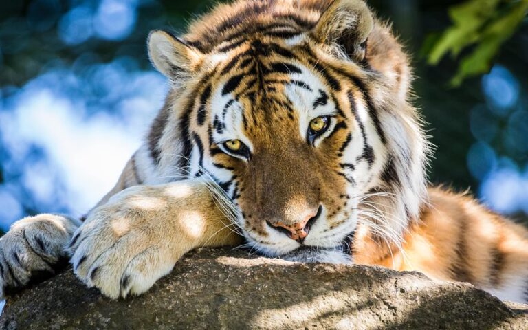 Dartmoor Zoo