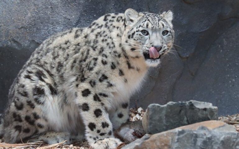 Northumberland Country Zoo