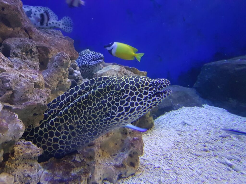 Tynemouth Aquarium eel