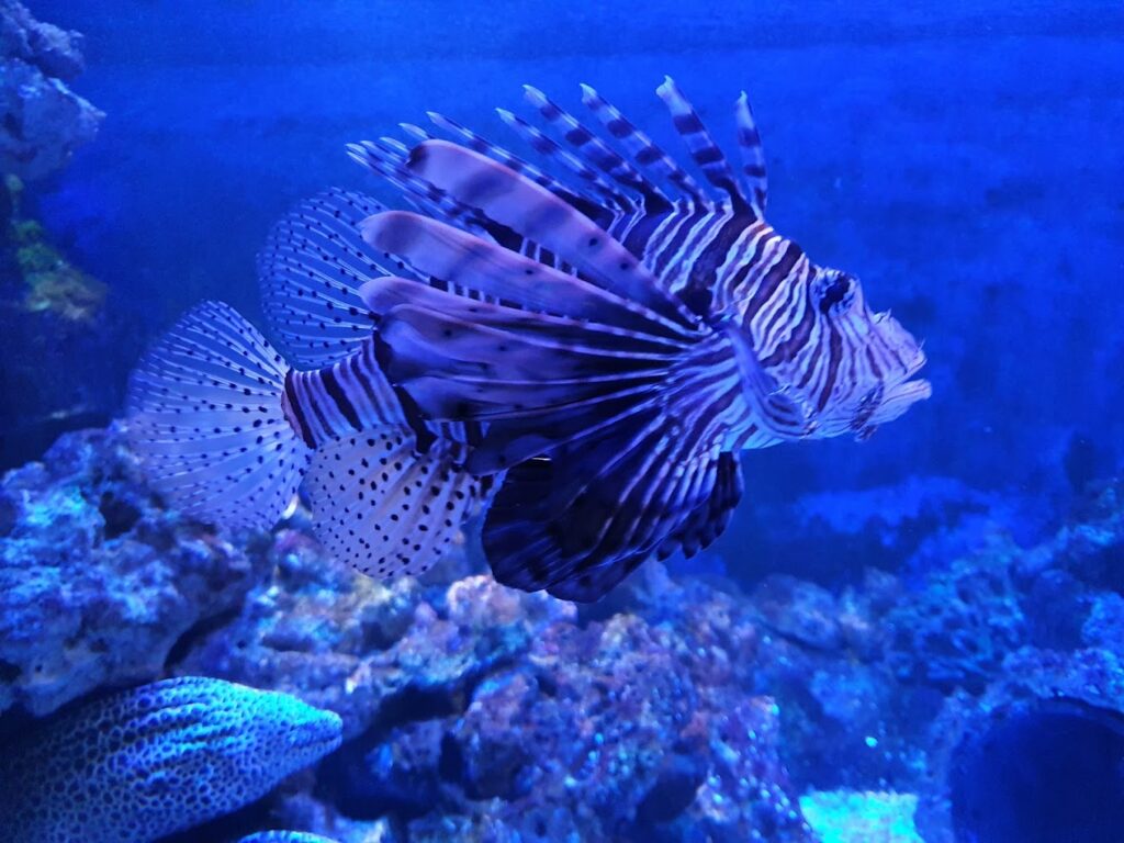 Tynemouth Aquarium fish