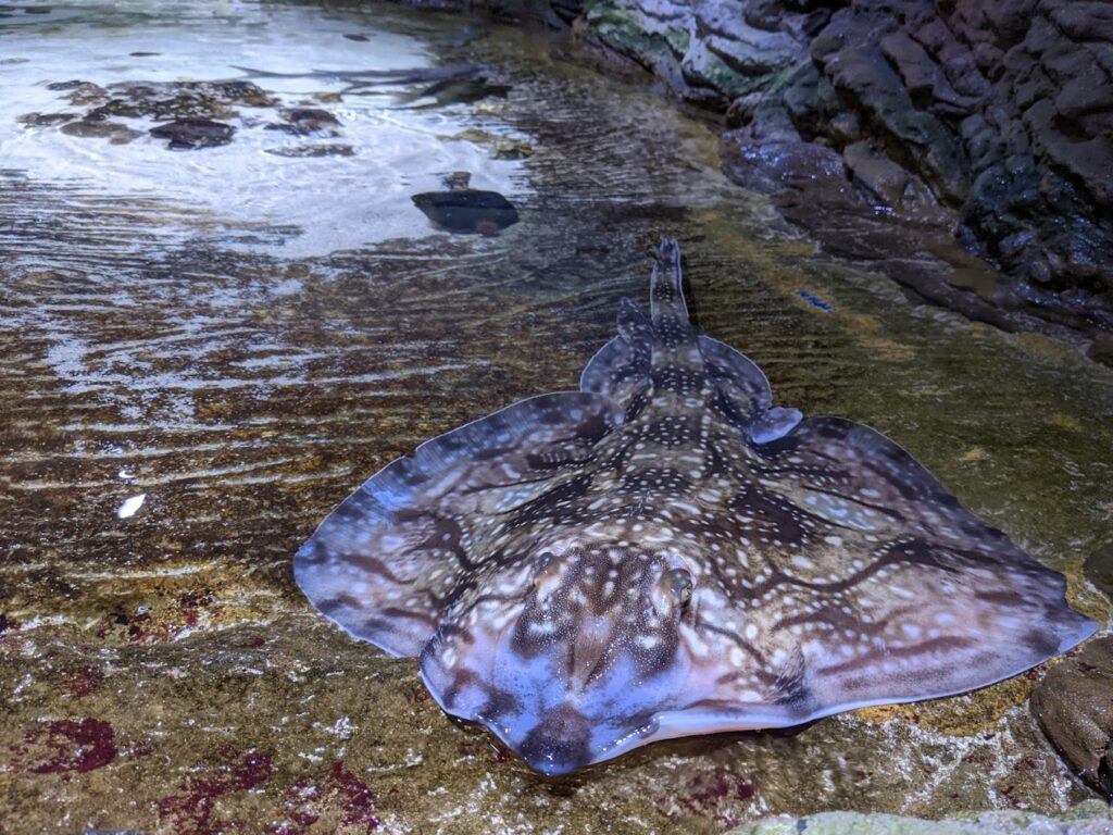 Tynemouth Aquarium ray