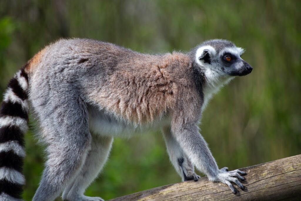 animal at bristol zoo