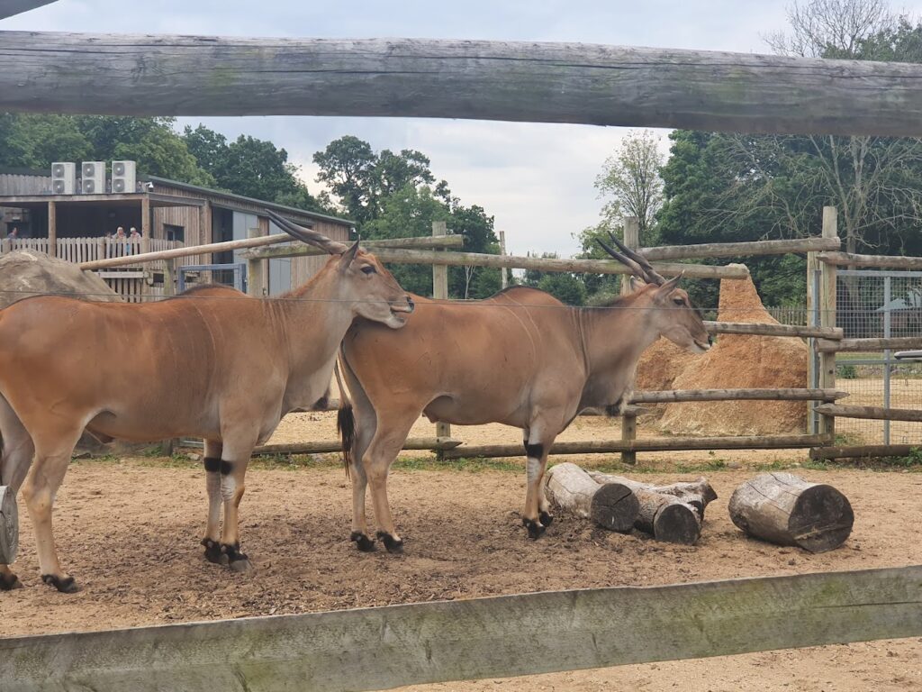 animals at the zoo