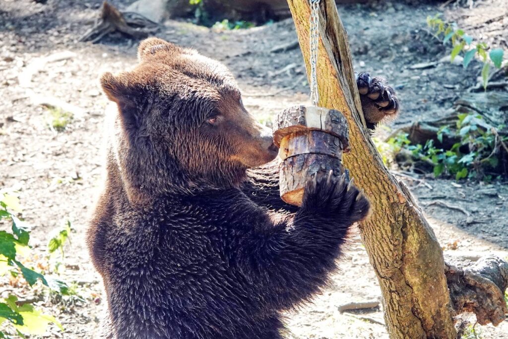 bear at the zoo