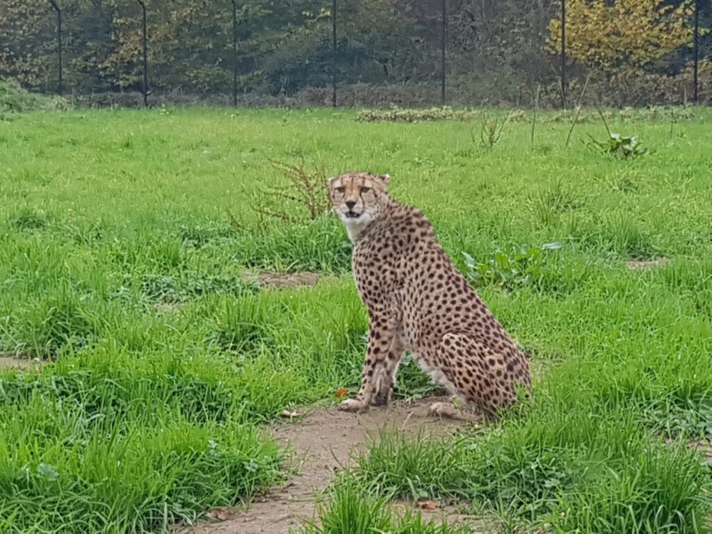 leopard at bristol zoo