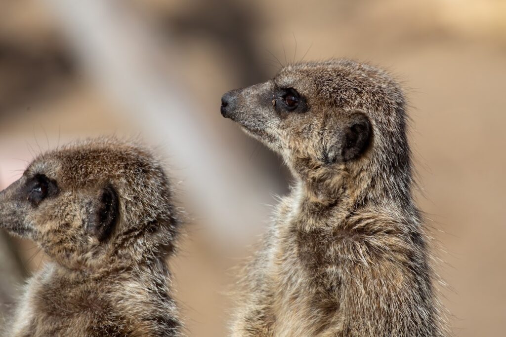 meerkats at bristol zoo