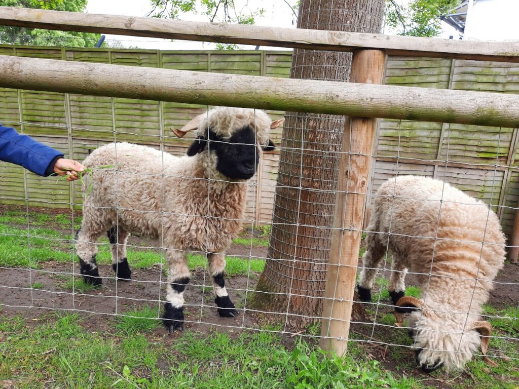 sheep