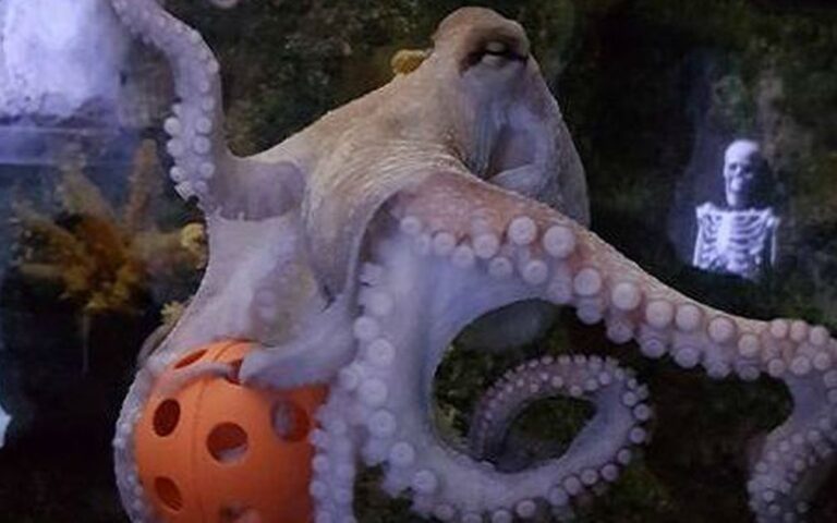 skegness aquarium