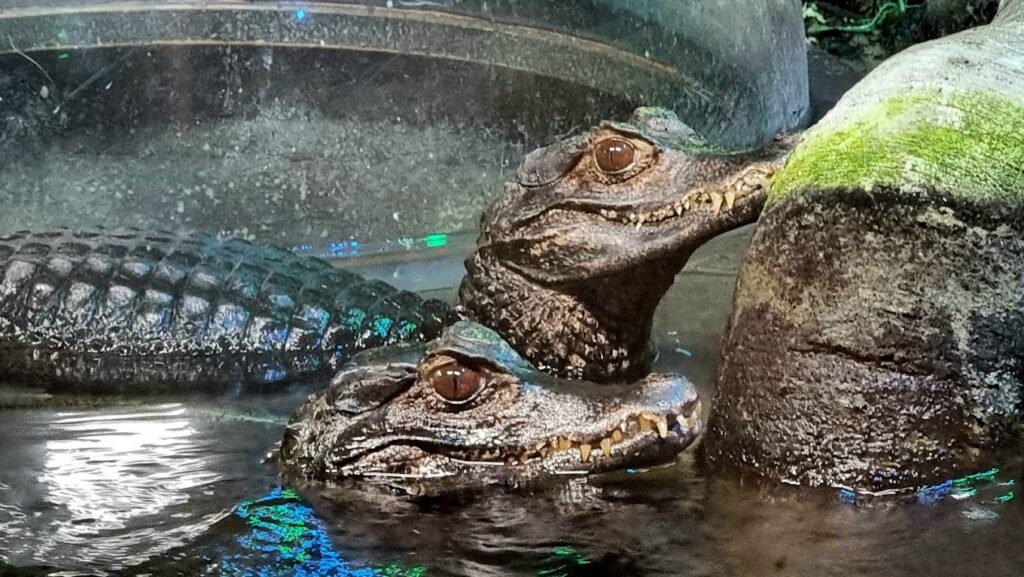 aligators