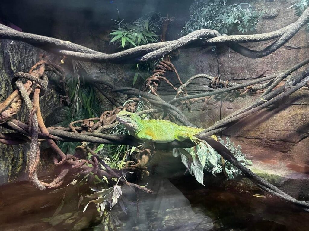 lizard on rope