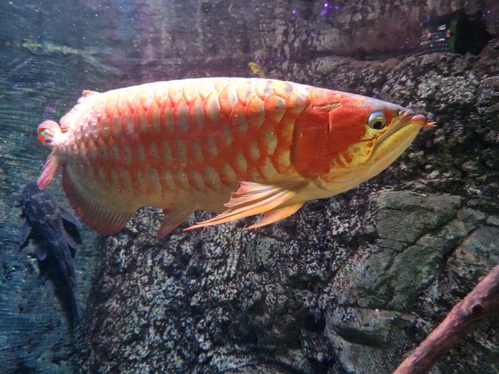 orange fish