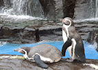 penguins