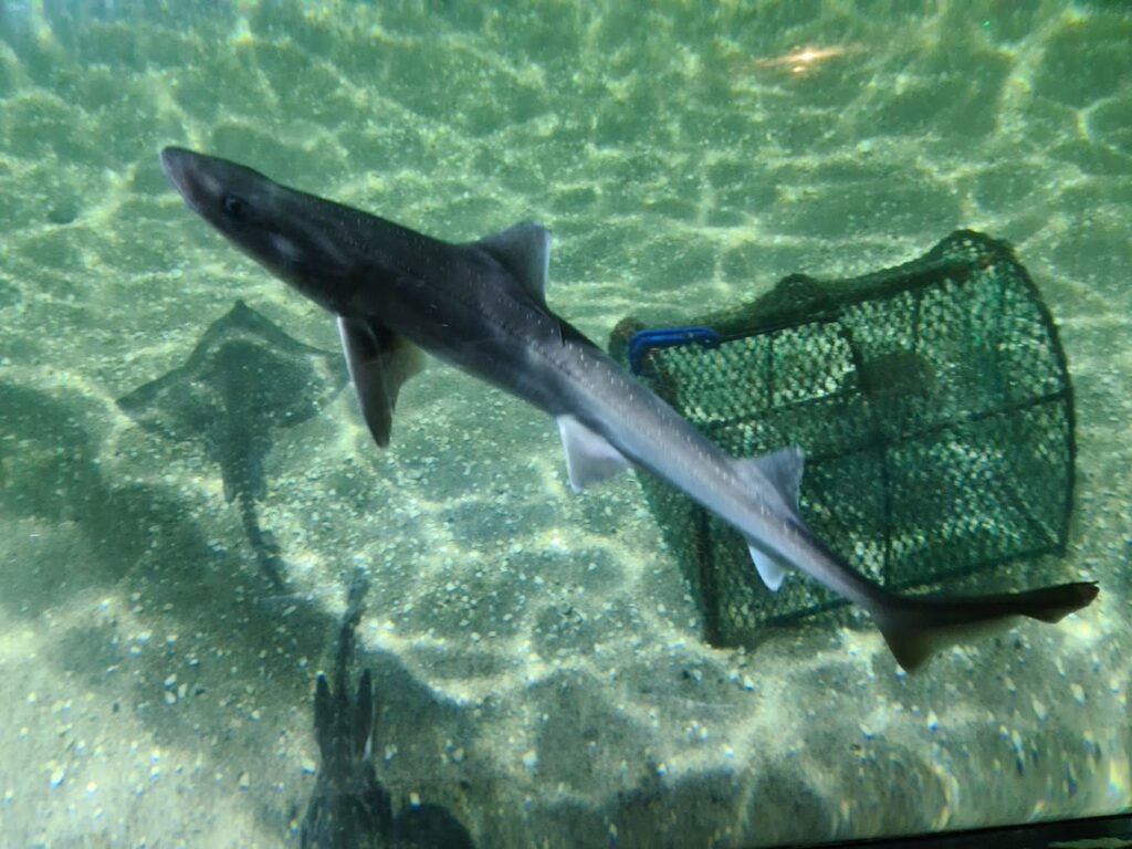 shark at Sea Life Centre Hunstanton