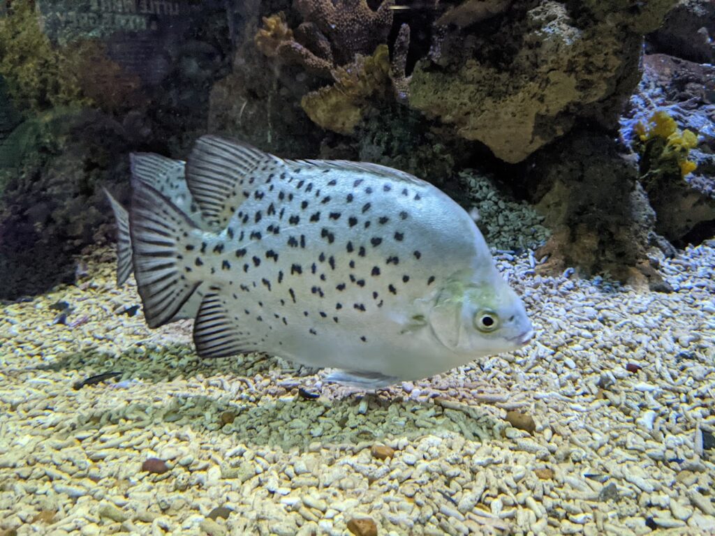 silver fish at Sea Life Centre Weymouth