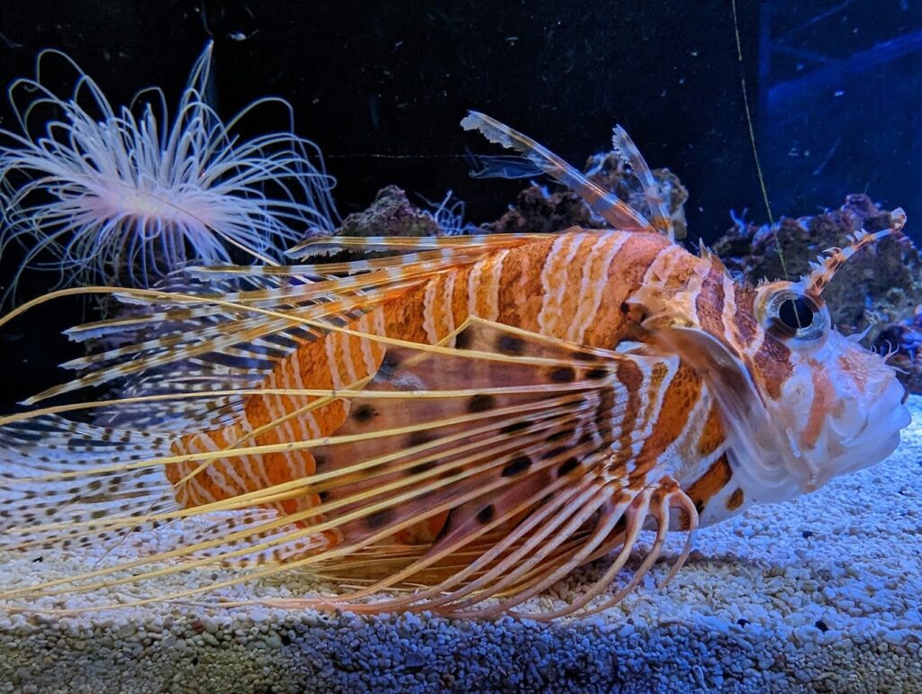spikey fisy at Sea Life Centre Weymouth