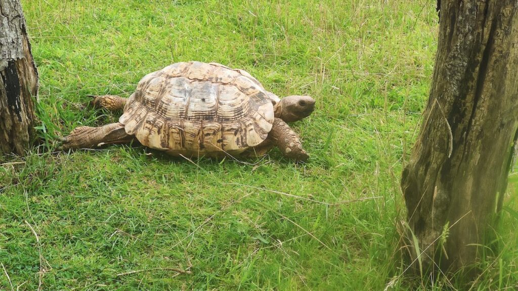 big tortoise at Noah's Ark Zoo Farm