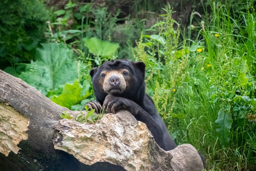 black bear at Belfast Zoo