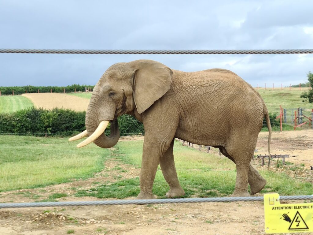 Elephant at Noah's Ark Zoo Farm