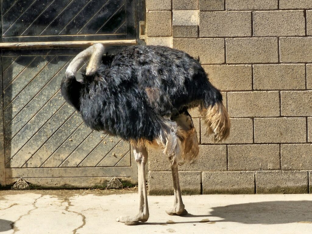 emu at Belfast Zoo
