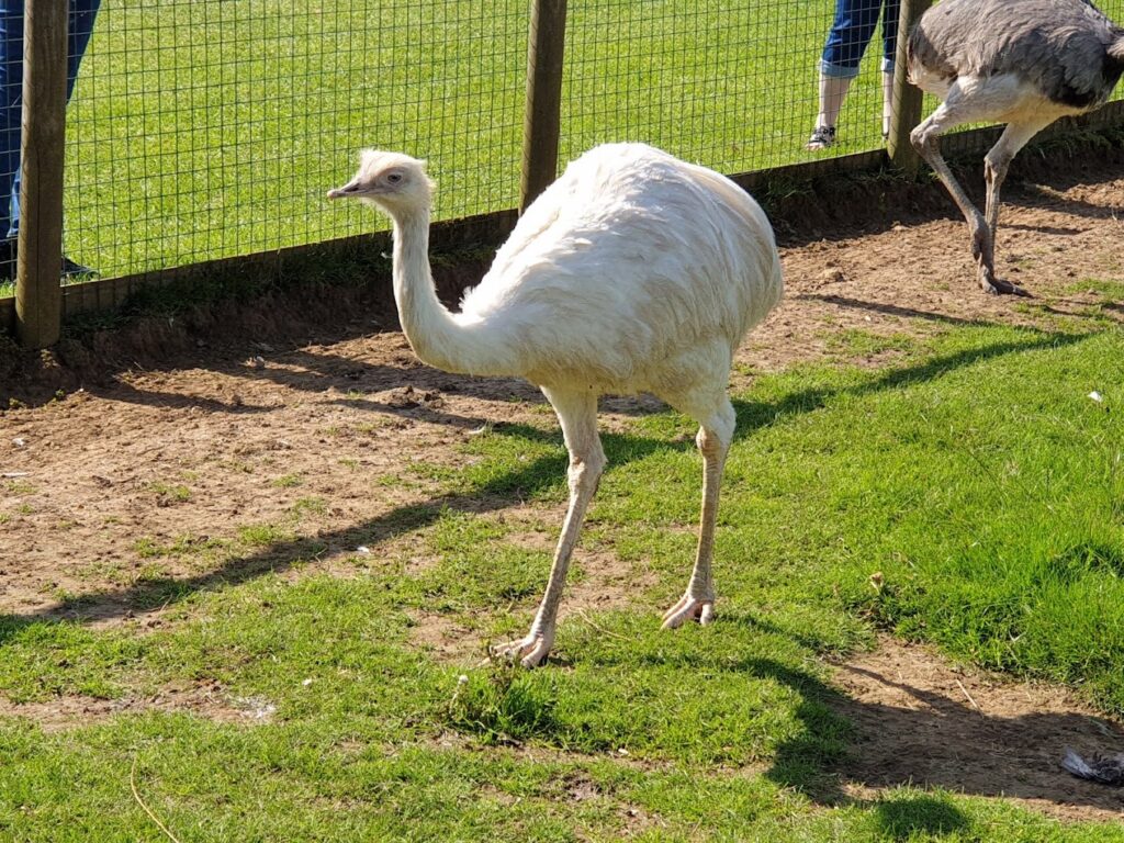 emu at Noah's Ark Zoo Farm