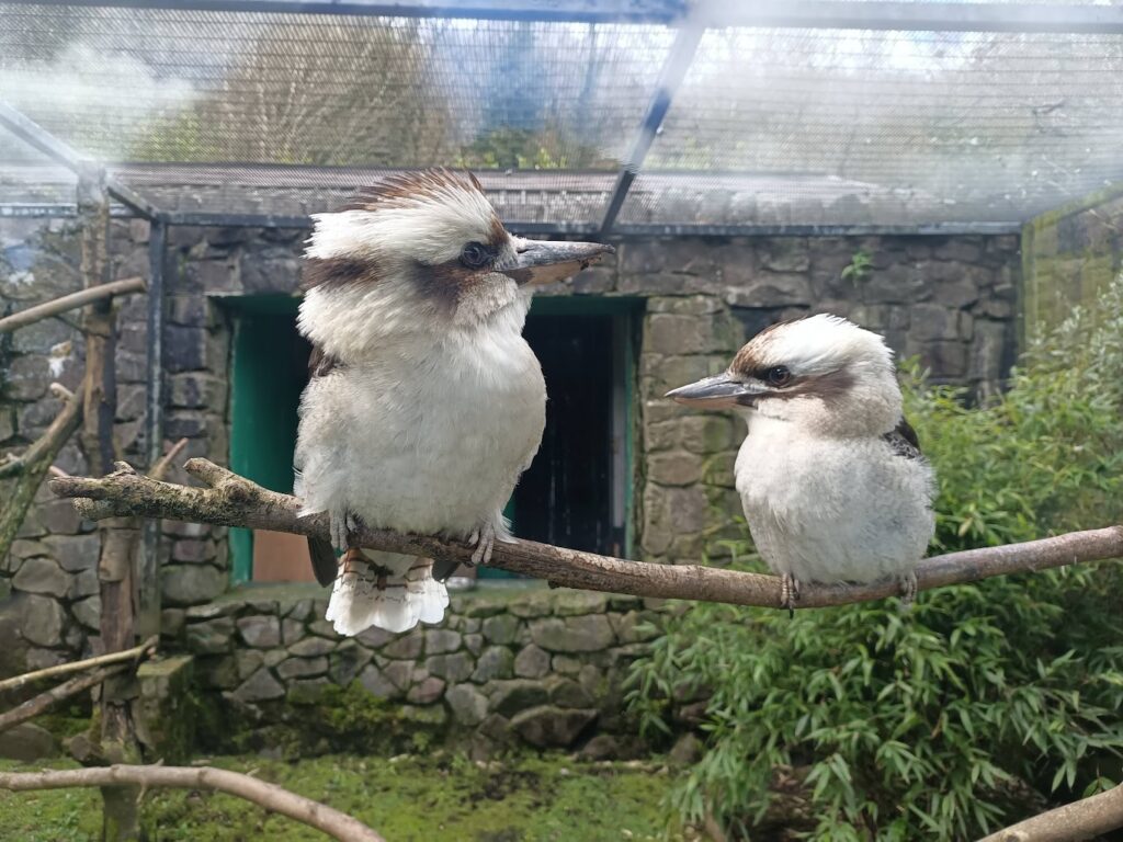 finch at Belfast Zoo