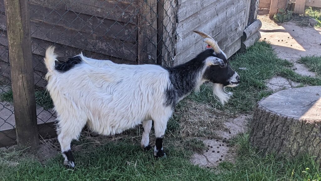 goat at Twycross Zoo