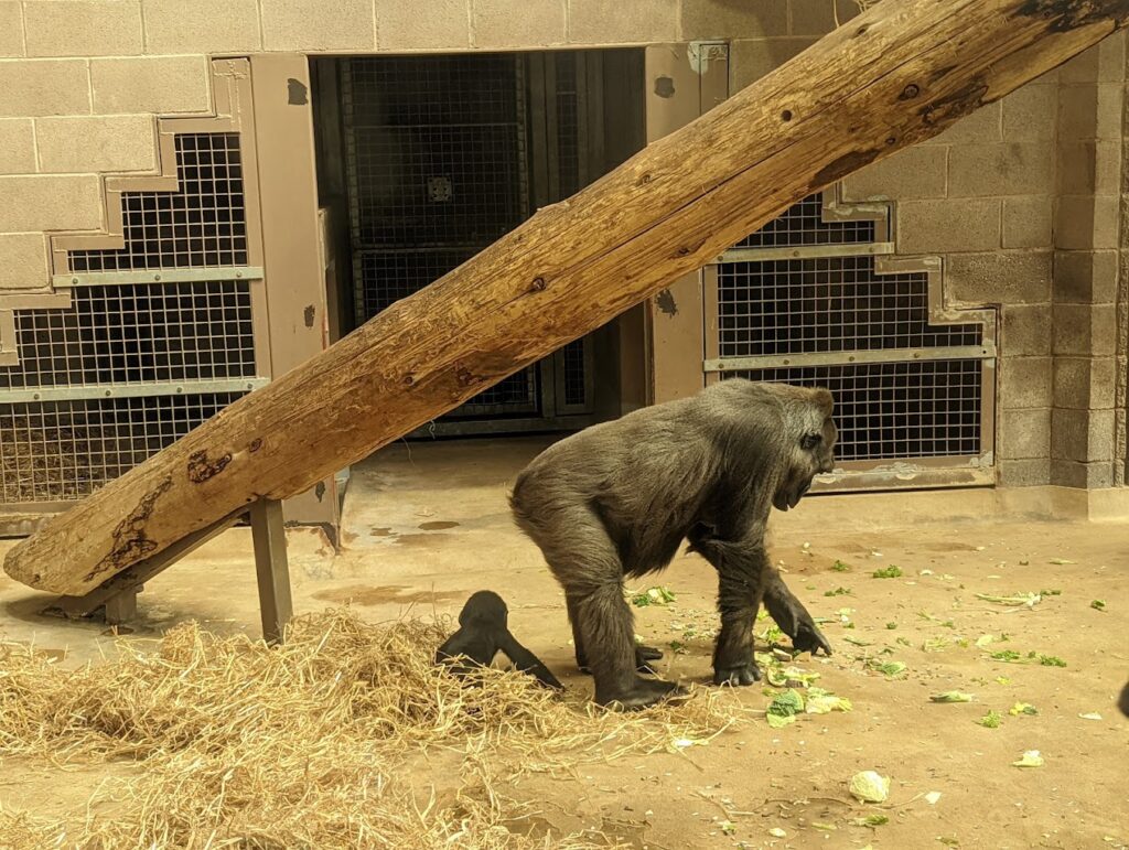 Monkey at Belfast Zoo