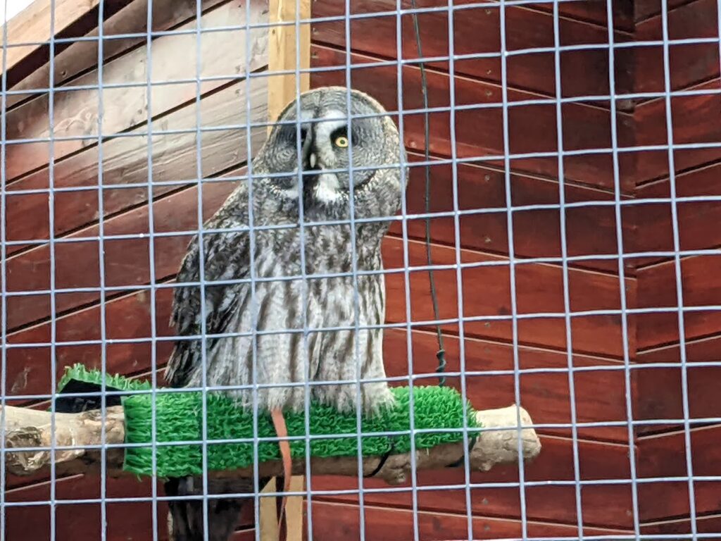 oel at Noah's Ark Zoo Farm