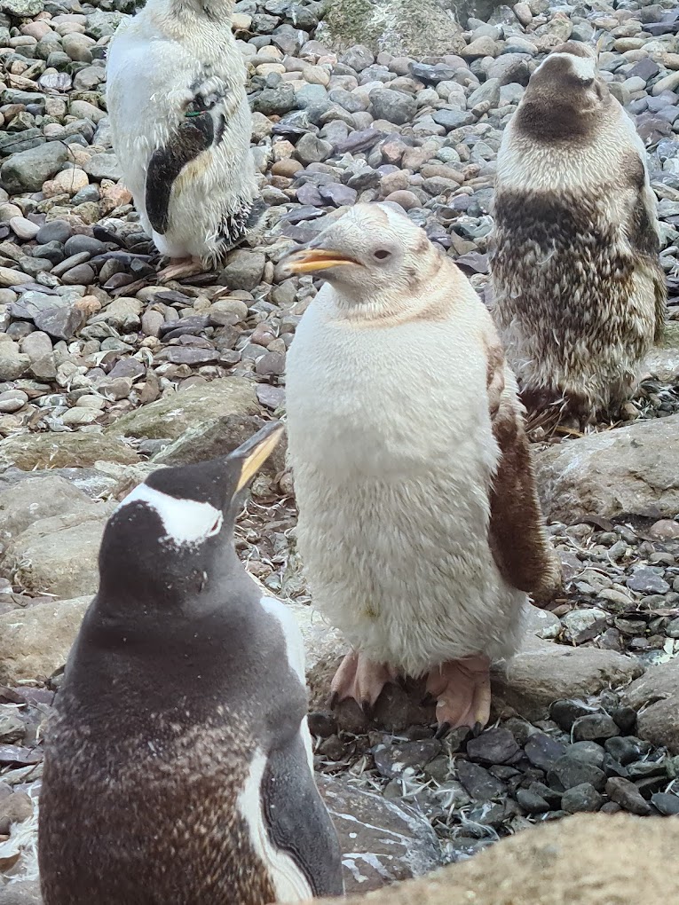 penguins at Belfast Zoo