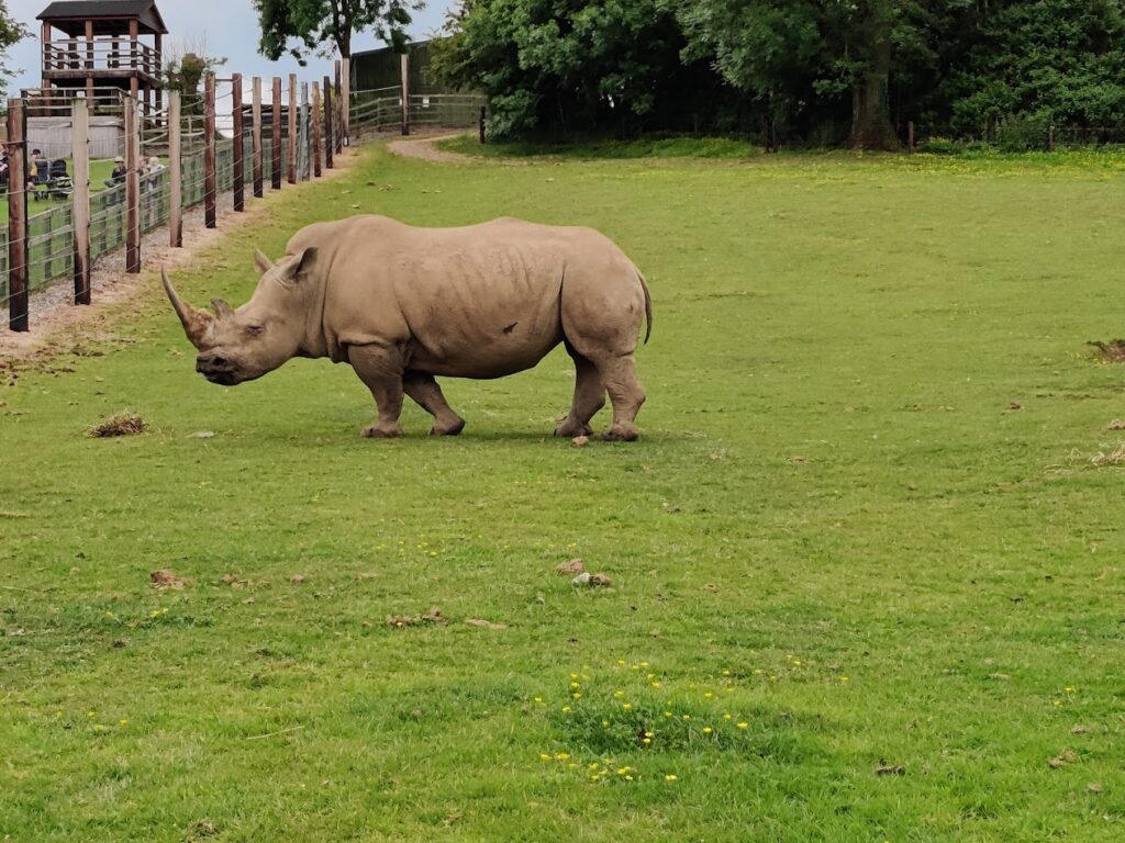 rhino at Noah's Ark Zoo Farm