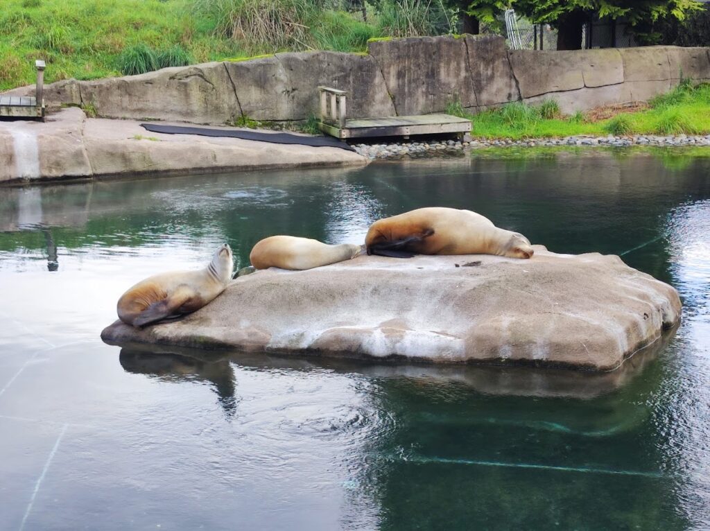 seals at Belfast Zoo
