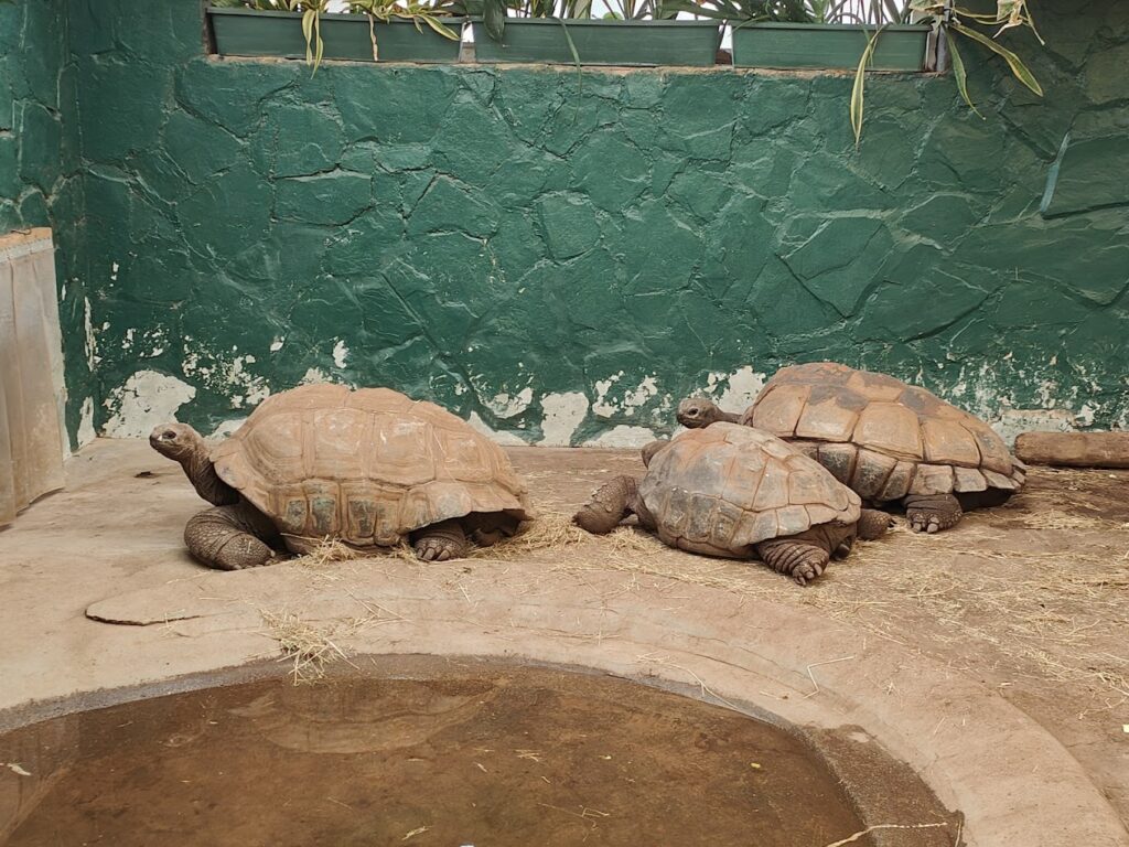 tortoise at Twycross Zoo