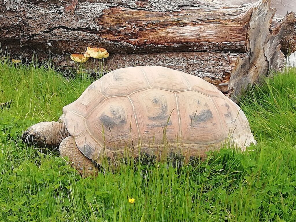 tortoise at Noah's Ark Zoo Farm