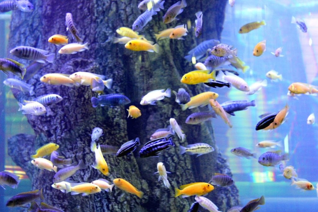 fish at Bermuda Adventure Soft Play World